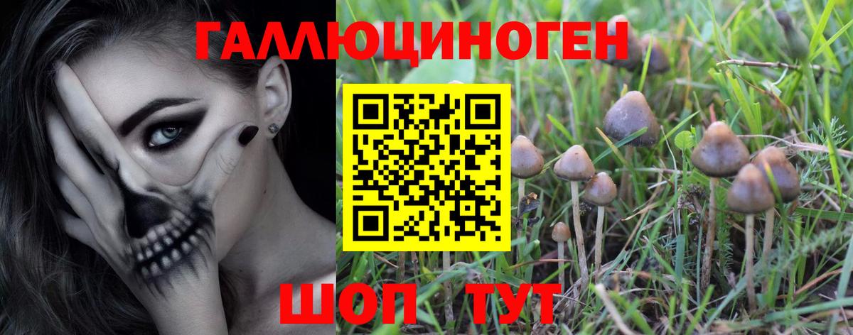 Красногорск  Псилоцибиновые грибы GOLDEN TEACHER  Вход с VPN 